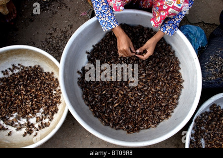 Eine Straße Verkäufer bereitet lebenden Insekten in der Vorbereitung für den Verkauf auf einem Bürgersteig Essen Marktplatz in Kampong Cham, Kambodscha. Stockfoto