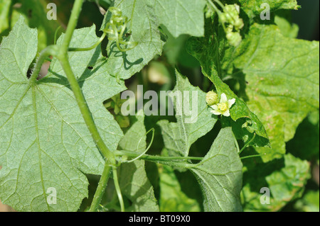 Europäische weiße Zaunrübe - rote Zaunrübe (Bryonia Dioica) blühen im Sommer - Vaucluse - Provence - Frankreich Stockfoto