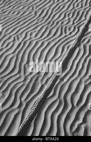 Reifen-Radweg am Strandsand Stockfoto