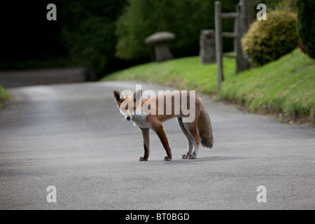 Urban Fuchs im Garten am helllichten Tag Cotswolds UK Stockfoto