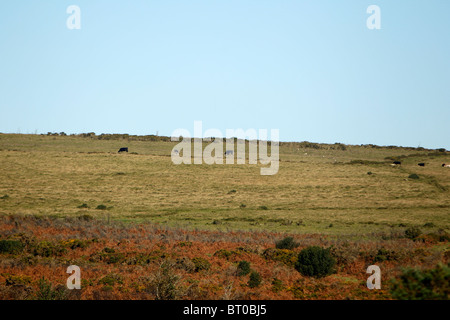 Ein Blick über Haytor, auf Dartmoor in Devon, England Stockfoto
