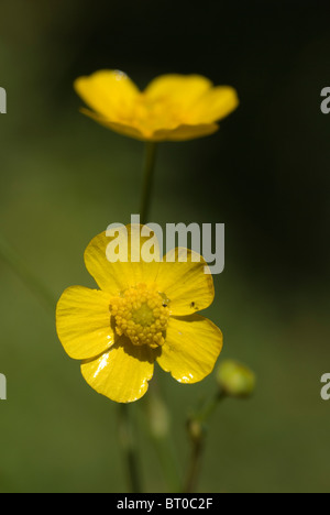 Geringerer Spearwort (Ranunculus Flammula) Stockfoto