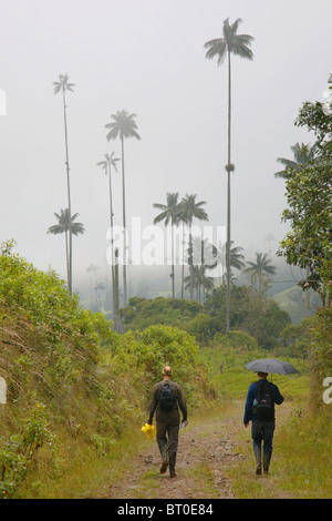 Reisende zu Fuß durch Colobias berühmten Valle de Cocora in nebligen Bedingungen. Stockfoto