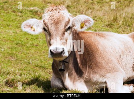 Eine Schweizer Kuh komplett mit Kuhglocke genommen auf den Hügeln rund um den Vierwaldstättersee Stockfoto