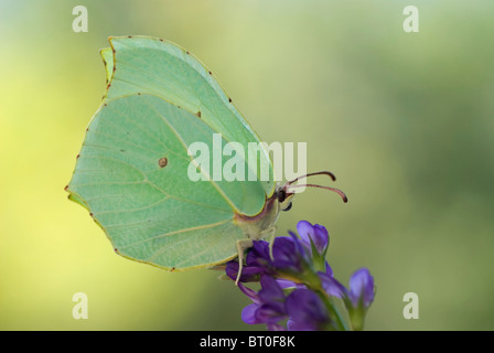 Brimstone Schmetterling (Gonepteryx Rhamni) auf Blume Luzerne (Medicago Sativa) Stockfoto