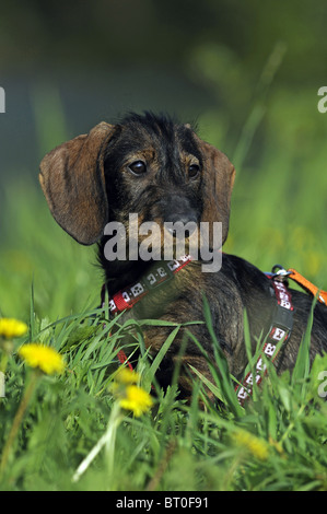 Rauhaar Dackel (Canis Lupus Familiaris) sitzt auf einer blühenden Wiese. Stockfoto