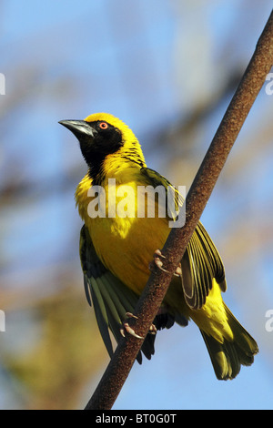 schwarze Leitung Webervogel - Ploceus cucullatus Stockfoto