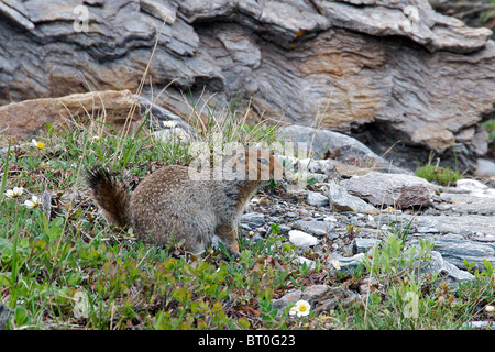 Arktis Ground Squirrel Denali Nationalpark Alaska USA Stockfoto