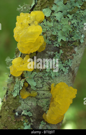 Gelbe Gehirn, goldene Gelee-Pilz oder Witches' Butter (Tremella Mesenterica) Stockfoto