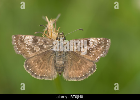 Schmuddeligen Skipper (Erynnis Tages) Stockfoto