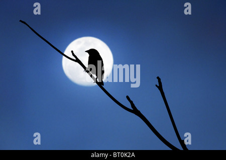 schwarze Leitung Webervogel - Ploceus cucullatus Stockfoto