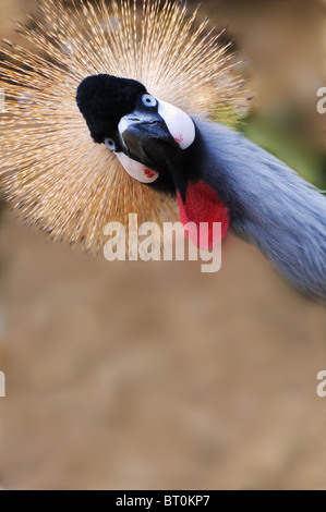 Ein crested Kran in einem zoologischen Park in der Vendee, Frankreich Stockfoto