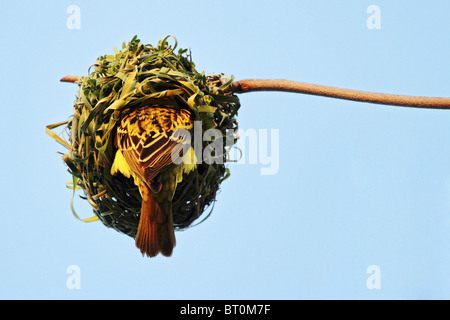 schwarze Leitung Webervogel - Ploceus cucullatus Stockfoto