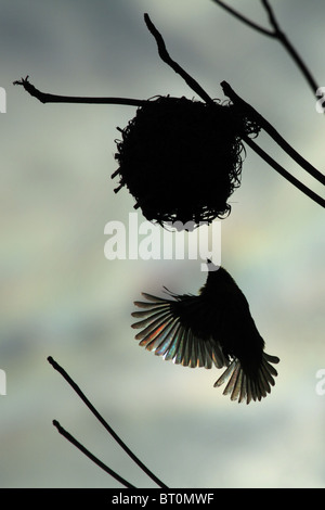 schwarze Leitung Webervogel - Ploceus cucullatus Stockfoto