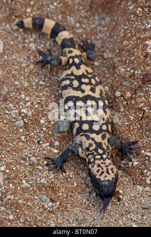 Gila Monster (Heloderma Suspectum) Sonora-Wüste - Arizona - einer der beiden giftigen Echsen der Welt Stockfoto