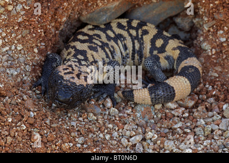 Gila Monster (Heloderma Suspectum) Sonora-Wüste - Arizona - einer der beiden giftigen Echsen der Welt Stockfoto