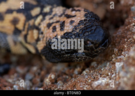 Gila Monster (Heloderma Suspectum) Sonora-Wüste - Arizona - einer der beiden giftigen Echsen der Welt Stockfoto