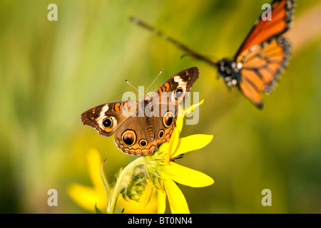 Monarch-Schmetterling Stockfoto