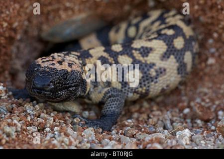 Gila Monster (Heloderma Suspectum) Sonora-Wüste - Arizona - einer der beiden giftigen Echsen der Welt Stockfoto