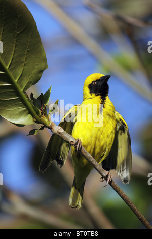 schwarze Leitung Webervogel - Ploceus cucullatus Stockfoto