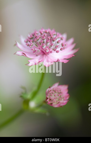 Nahaufnahme der schöne Sommer blühenden Astrantia große Blume umgangsprachlich Meisterwurz, Aufnahme auf einem weichen Hintergrund. Stockfoto