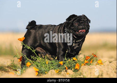 Mops (Canis Lupus Familiaris). Schwarzen männlichen stehen unter orange Mohn Blumen. Stockfoto