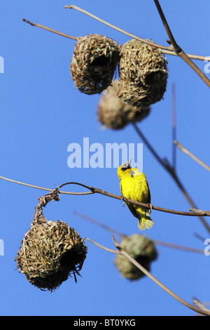 Nester der schwarzen Leitung Webervogel - Ploceus cucullatus Stockfoto