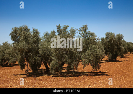 Campo de Olivos de Antequera Malaga Andalusien España Olive Grove Andalusien Spanien Stockfoto