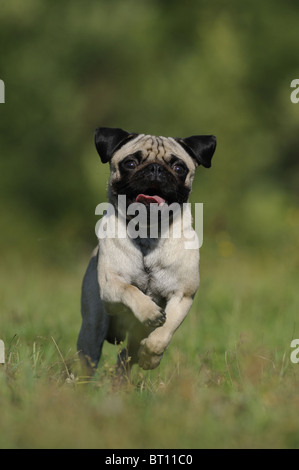 Mops (Canis Lupus Familiaris). Junger Hund läuft auf einer Wiese in Richtung der Kamera. Stockfoto