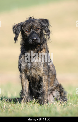 Mongrel (Canis Lupus Familiaris) sitzen auf dem Rasen. Stockfoto