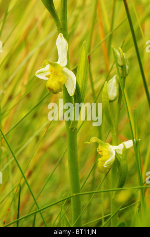 Ophrys Apifera Chlorantha gefunden auf einem Grünstreifen in der Vendee in Frankreich Stockfoto