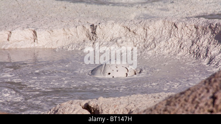 Platzende Blase in Mudpot, Yellowstone-Nationalpark, USA Stockfoto