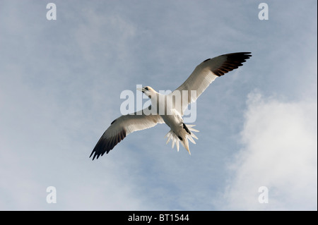 Basstölpel (Morus Bassanus) Stockfoto