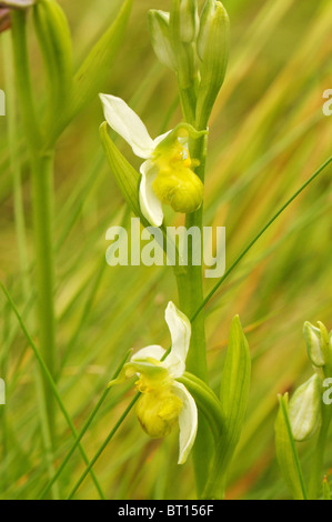 Ophrys Apifera Chlorantha gefunden auf einem Grünstreifen in der Vendee in Frankreich Stockfoto