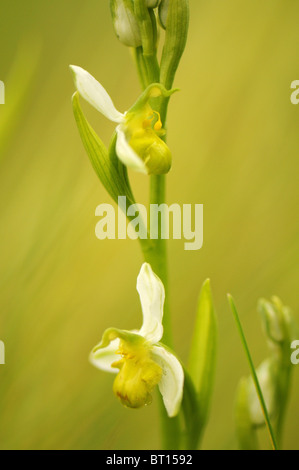 Ophrys Apifera Chlorantha gefunden auf einem Grünstreifen in der Vendee in Frankreich Stockfoto