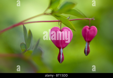 Die herzförmigen Blüten von Dicentra - Bleeding Heart Stockfoto
