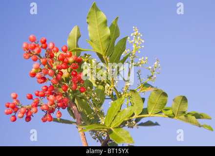 Falscher Pfeffer oder Schinus Terebinthifolius in Blume withy rote Beeren Stockfoto