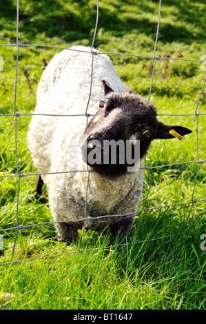 weidenden Schafen mit Kopf stecken in Drahtzaun Stockfoto