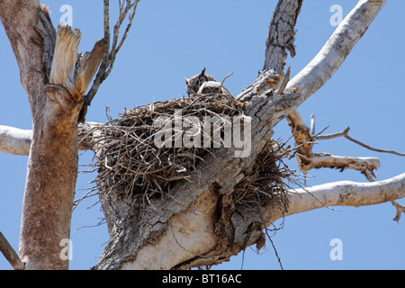 Große gehörnte Eule (Bubo Virginianus) Erwachsenen mit kleinen Küken im Nest, Arizona Stockfoto