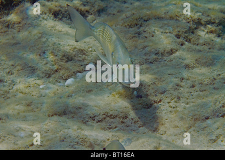 aus im Flachwasser Stockfoto