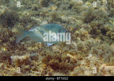 aus im Flachwasser Stockfoto