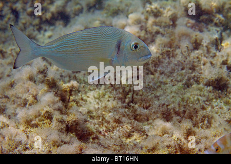 aus im Flachwasser Stockfoto