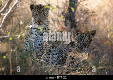 Leopardenjunge mit Mutter im hohen Grass Stockfoto