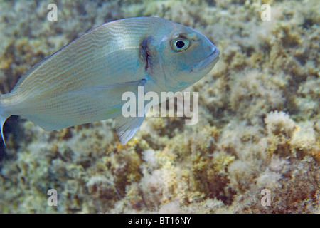 aus im Flachwasser Stockfoto