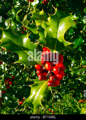 Holly Beeren und stacheligen Blätter auf eine Stechpalme in Herbstsonne im Vereinigten Königreich Stockfoto