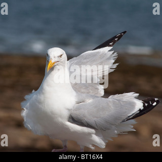 Möwe am Strand bei Tynemouth, Tyne & tragen, UK gesehen Stockfoto