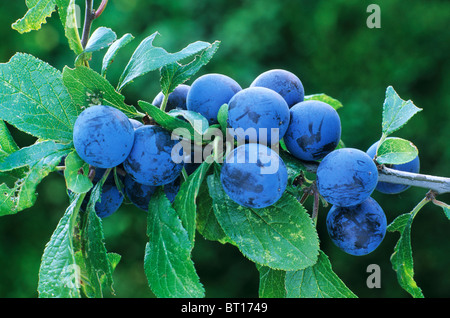 Prunus Spinosa, gemeinsame Blackthorn Schlehe Beeren Schlehen blauen Frucht Früchte Beere Stockfoto