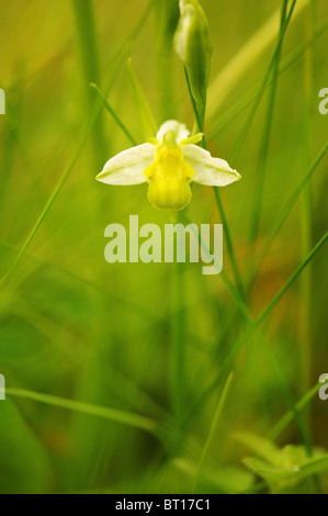 Ophrys Apifera Chlorantha gefunden auf einem Grünstreifen in der Vendee in Frankreich Stockfoto