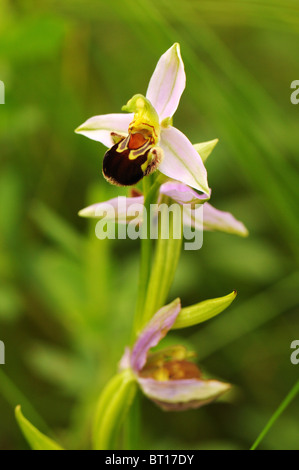 Biene-Orchidee wächst auf Abfall Boden in der Vendee, Frankreich Stockfoto