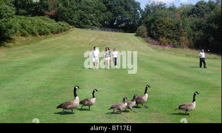 Golfer, die zu Fuß auf einem Golfplatz an der luxuriösen Pennyhill Park, Bagshot, Surrey, Großbritannien, UK Stockfoto